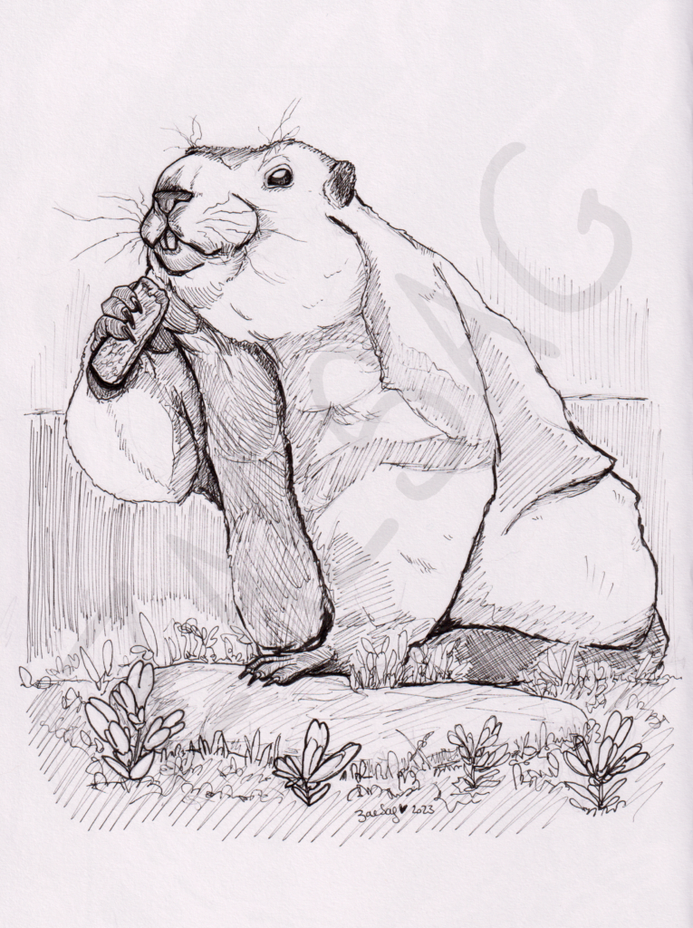 La Marmotte