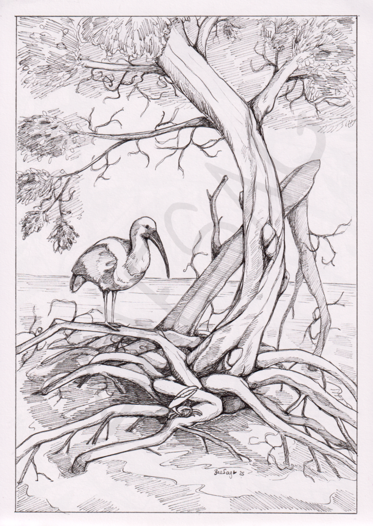 La Mangrove