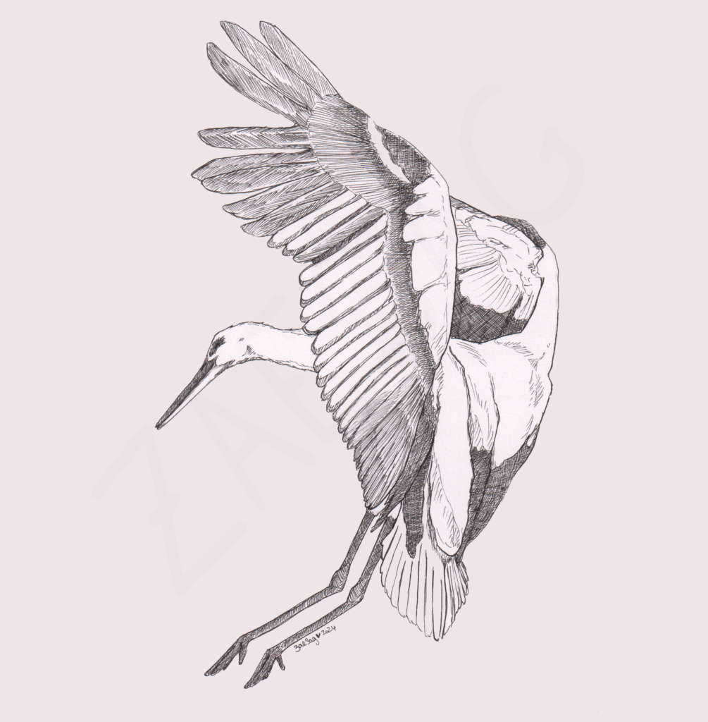Cigogne