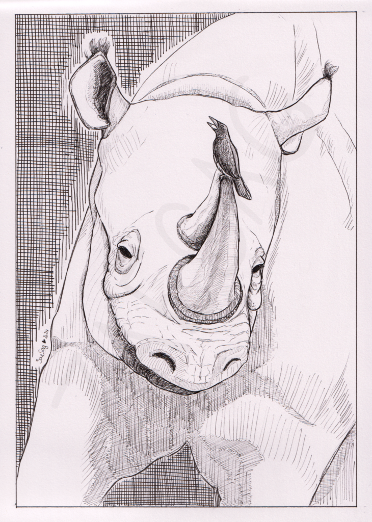 Rhinocéros et Buphagus