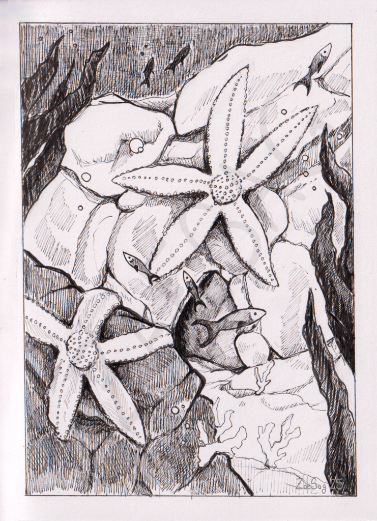 Étoile de Mer